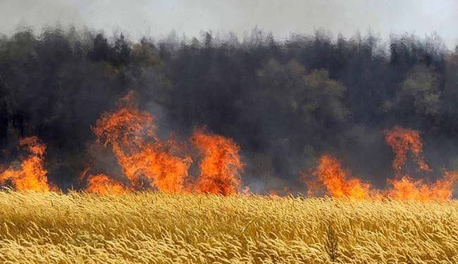 داعش عامل سوزاندن مزارع کشاورزان دیاله عراق