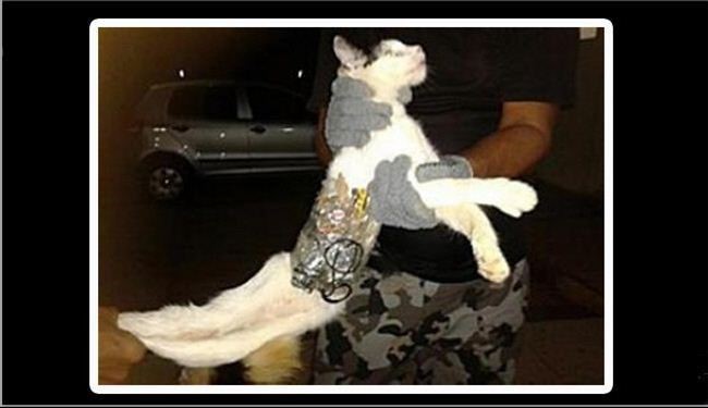 گربه بمب گذاری شده در عراق خنثی شد!