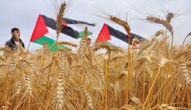 خسائر القطاع الزراعي في غزة جراء العدوان 251 مليون دولار