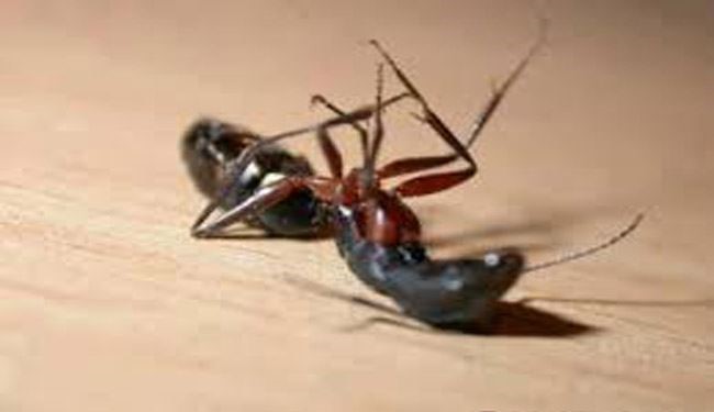 مورچه‌ها هم پیش از مرگ وصیت می‌کنند!