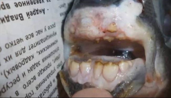 ماهي عجيب با دندان هايي شبيه دندان انسان