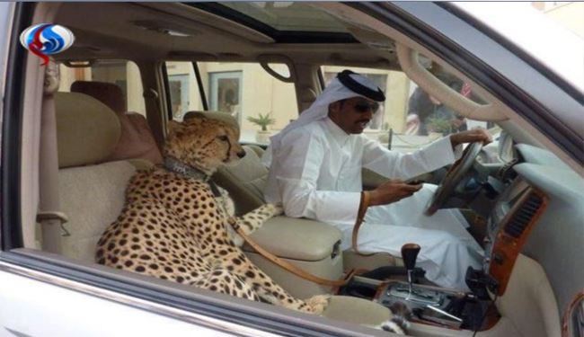 نگهداری جانور درنده در امارات ممنوع شد + تصاوير