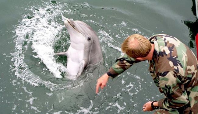 اولین مانور مشترک نیروی دریایی روسیه با دلفین ها