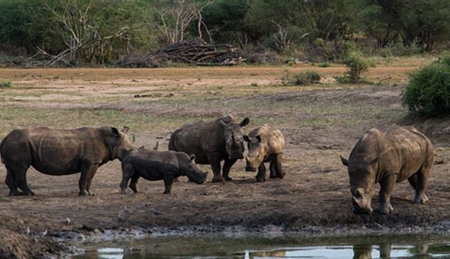 شاهد كيف أنقذ وحيد قرن حمارا وحشيا من الوحل