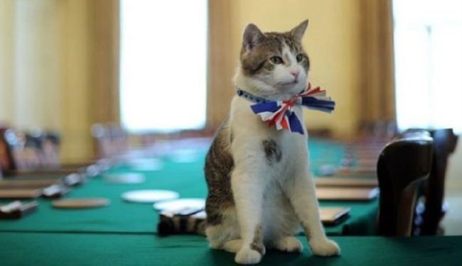 طرح ِ استخدام گربه در مجلس عوام انگلیس!