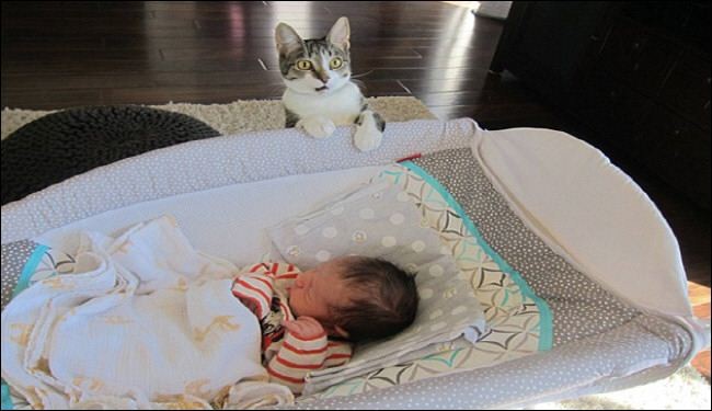 صور رائعة لرد فعل قطة تفاجأت بقدوم المولود الجديد للمنزل