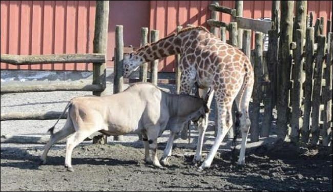 بالصور... ظبي يقتل زرافة أمام الزوار في حديقة حيوان