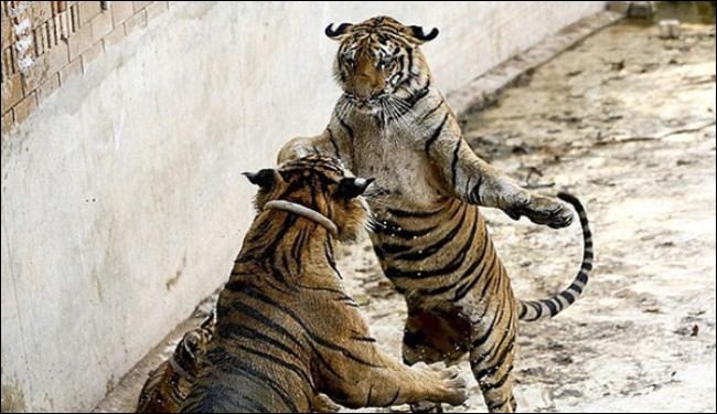 بالصور.. كيف هاجم نمر راهبا وتسبب في إصابته؟