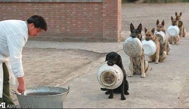صف غذای سگ ها در چین (عکس)