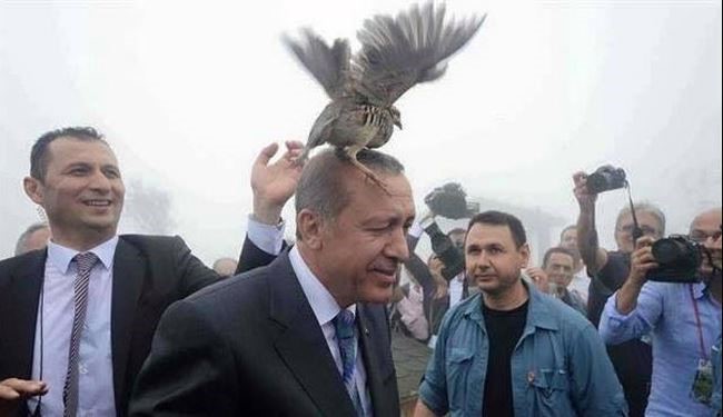 این پرنده روی سر اردوغان چه کرد؟