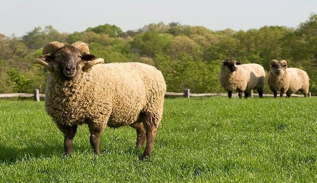 صور طريفة.. الخروف ايقونة عيد الاضحى