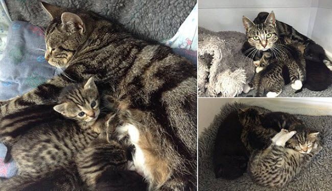 لا شيء يمكن أن يقف في وجه حب الأم..هذه الصور تؤكد ذلك