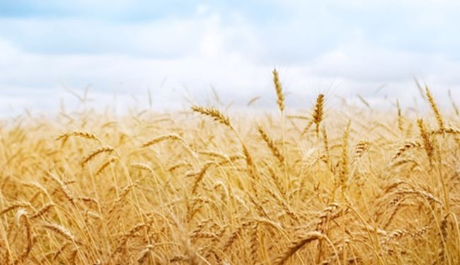 ايران تنتج 85 بالمئة من حاجتها من القمح