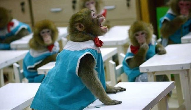 سالی میمون برای میمون های چینی!+تصاویر
