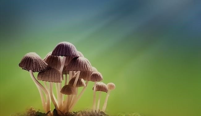 تصاویری زیبا و دیدنی از قارچ‌ها