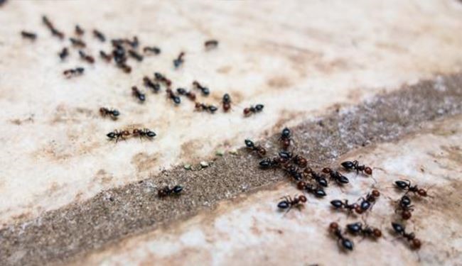طريقة لطرد النمل دون استعمال مبيد حشري!
