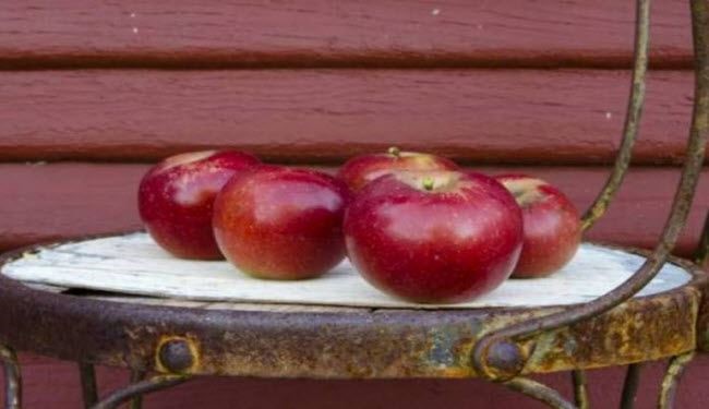لماذا توجد بقع صغيرة على التفاح، وما وظائفها؟