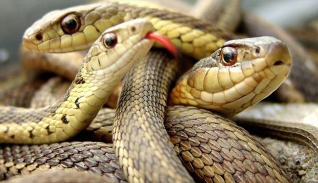 slanger