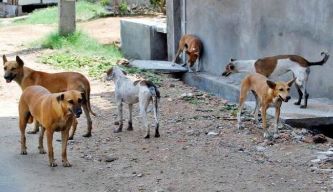 الكلاب الضالة تنهش أجساد سكان ولاية كيرالا الهندية
