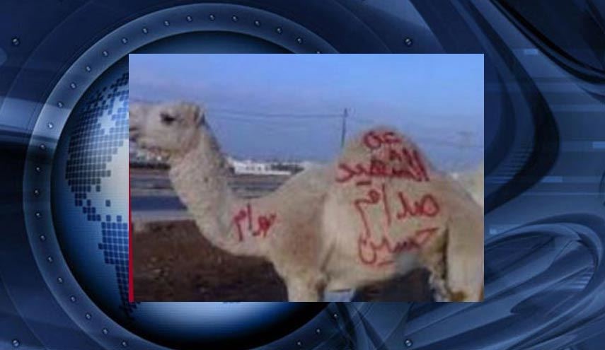 قربانی کردن شتر برای صدام در اردن!