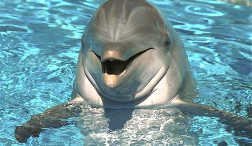 مفاجأة .. الدلافين تتحدث كالبشر