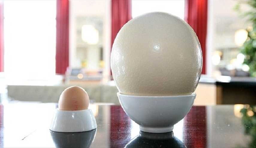 العثور على بيضة نعام عمرها 4 ملايين سنة!