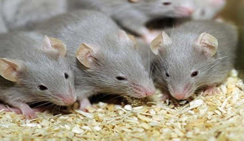 فئران أفريقية للكشف عن الألغام وتفتيش البضائع!
