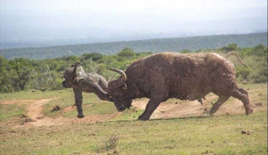 بالصور : ثور يهاجم صغير الفيل وأمه تنتقم ...