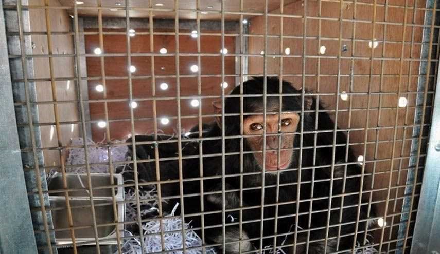 منظمات دولية تستنفر من أجل قرد يدخن بالعراق!!