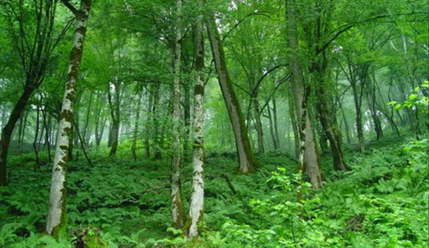جنگل های هیرکانی ثبت جهانی می شود
