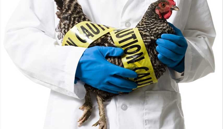 علائم عفونت ویروسیِ آنفلوآنزای پرندگان