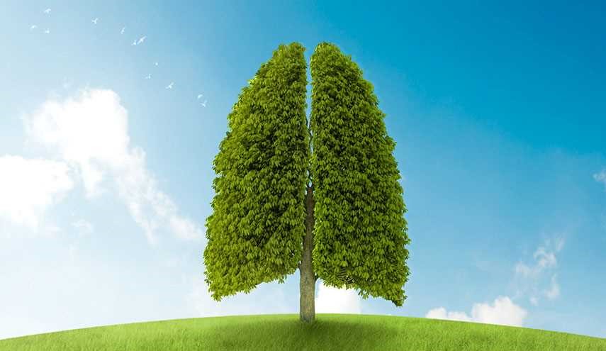 10 گیاه خانگی برای فرار از آلودگی هوا