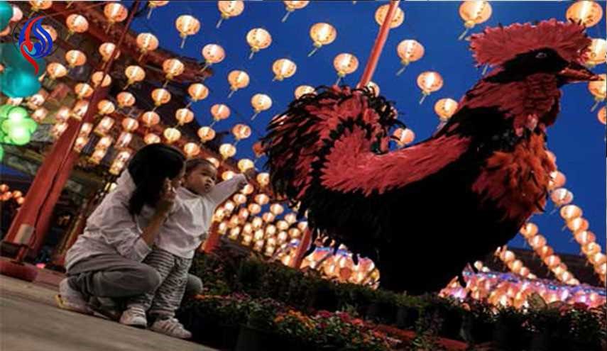 چینی ها سال خروس را جشن می گیرند