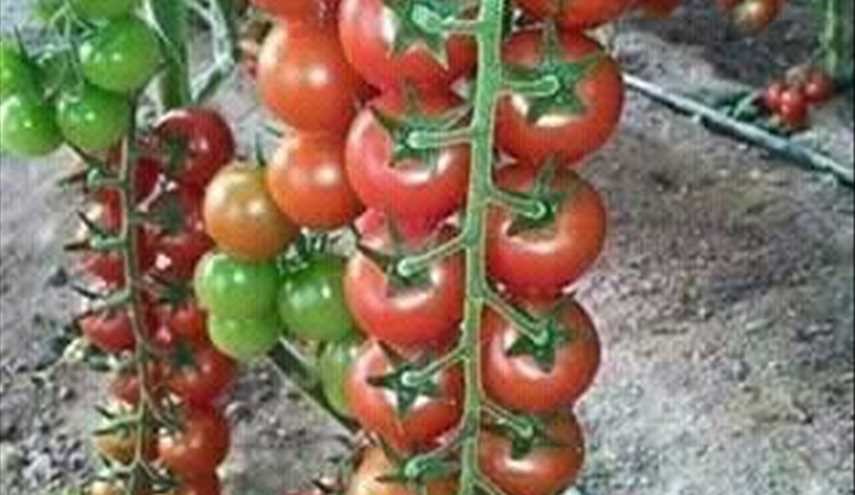 بالصور..طماطم من انتاج  