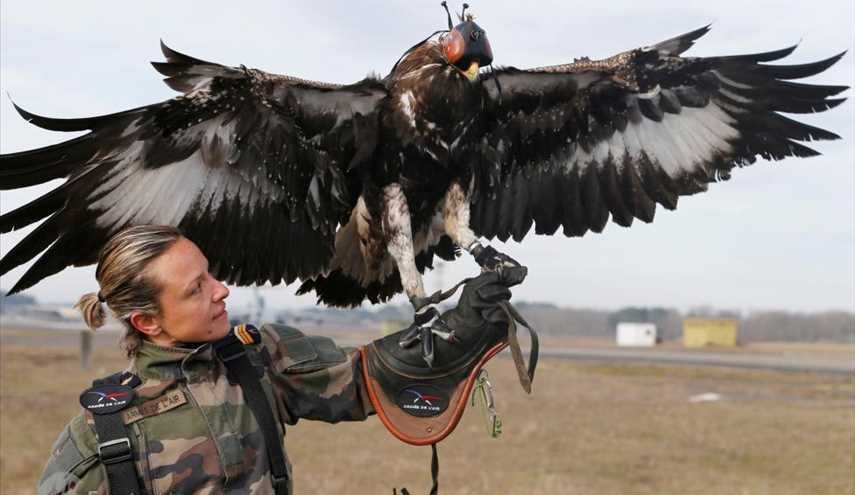 آموزش عقاب برای شکار پهباد