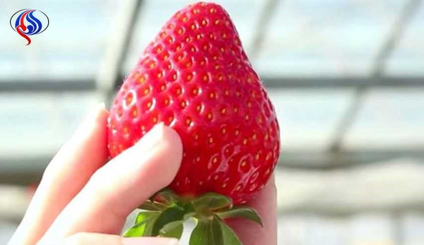 هذه أغلى حبة فراولة في العالم... ما الذي يميزها؟