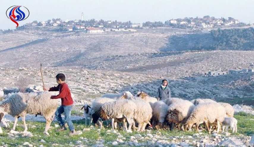 اسرائیل زمین‌ها و دام‌های  فلسطینیان را مسموم می‌کند