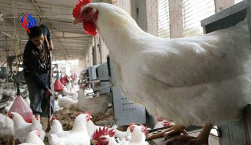 گسترش آنفلوانزای مرغی در ۲۱ استان