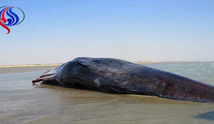 کشف لاشه یک نهنگ در سواحل جاسک