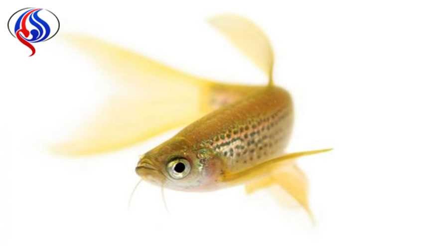 بررسی فرآیند خودترمیمی چشم نوعی ماهی