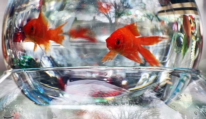 ماهی قرمز | تصاویر