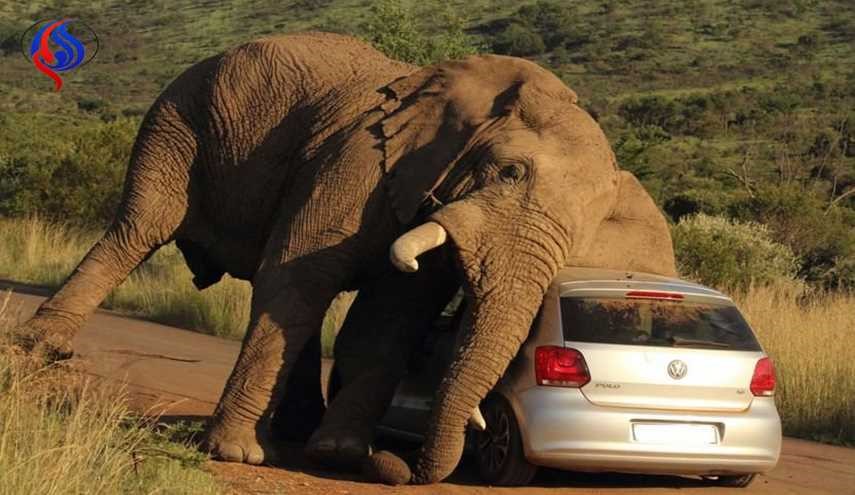 حملۀ مرگبار گلۀ فیل‌ها به یک زن در آفریقای جنوبی