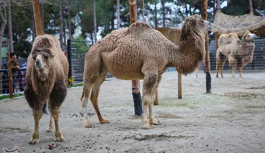 حديقة الحيوان في طهران