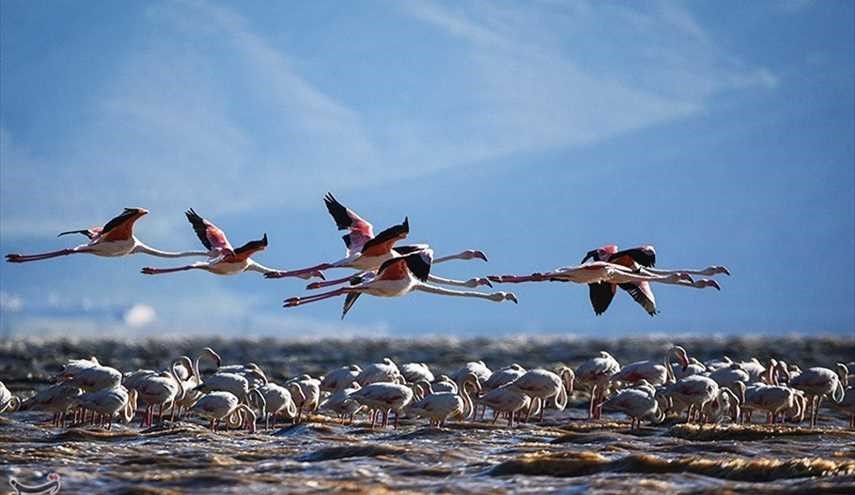طيور الفلامنجو المهاجرة في محافظة فارس