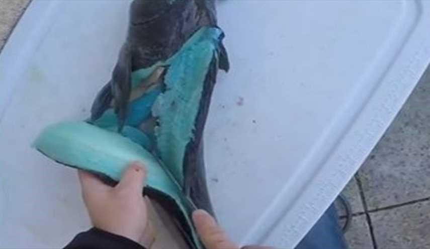 شاهد: صياد يكتشف سمكة لحمها أزرق اللون!