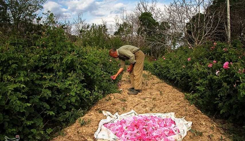 عکس‌هایی زیبا از برداشت گل محمدی در کاشان