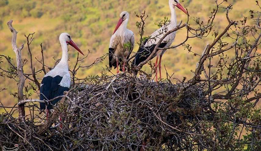 هجرة طائر اللقلق الى مدينة مريفان الايرانية