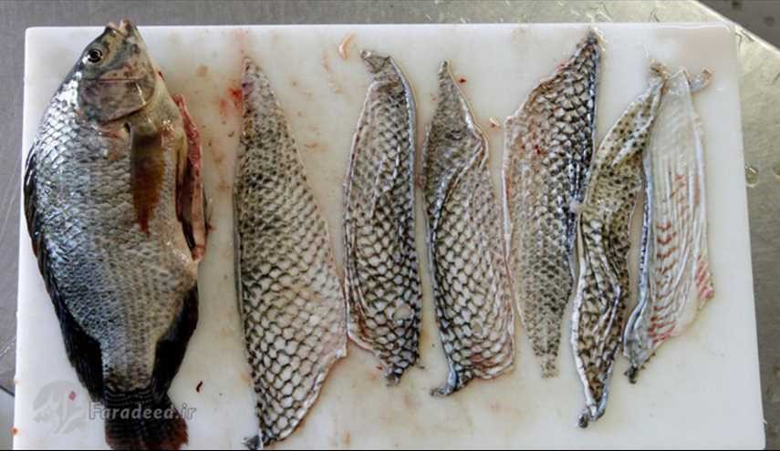 الاستفادة من جلد السمك لمعالجة الحروق