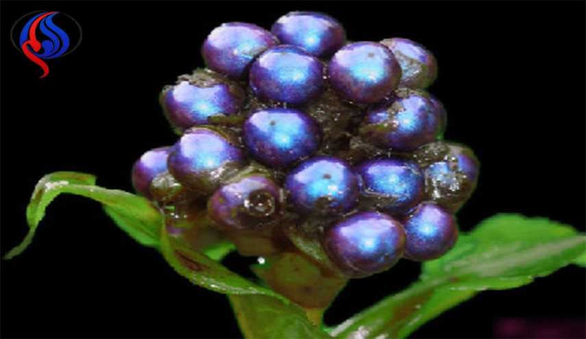 کشف میوه‌ای به رنگ آبی متالیک! +عکس