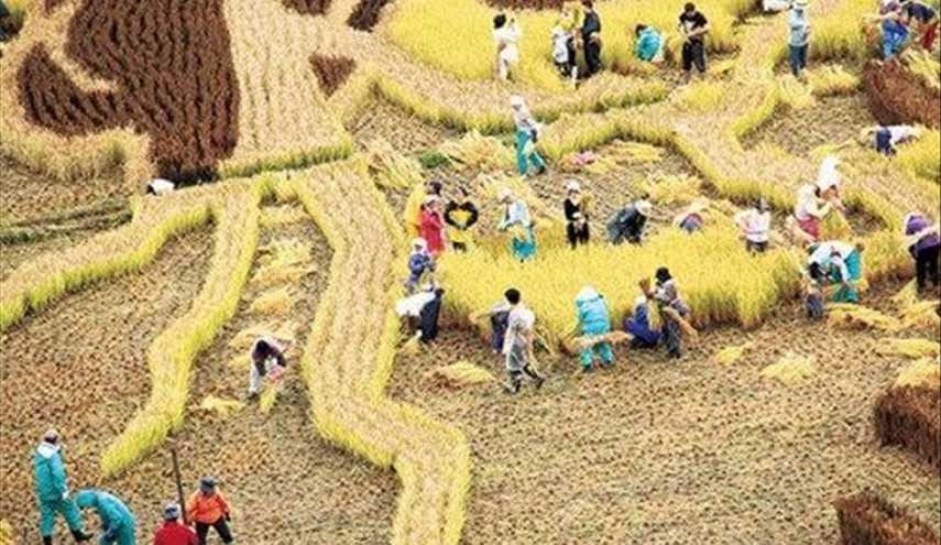 اليابانيون يبدعون لوحات فنية في حقول الارز